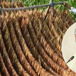 AP Farmers Update : పొగాకు రైతులకు ₹50,000 వడ్డీ లేని రుణం.. కింటాకు ₹1,000 బోనస్